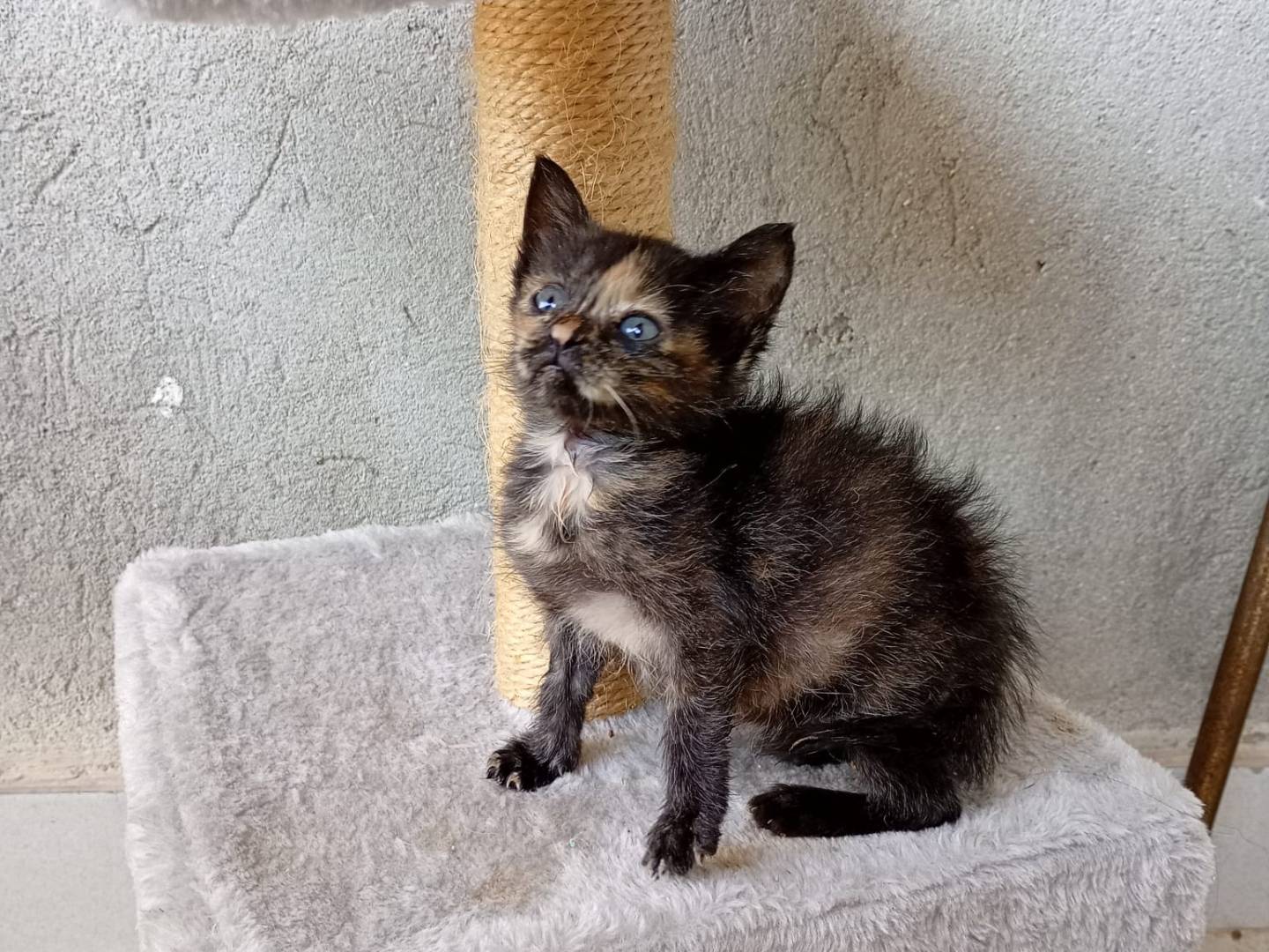 Adotta un gatto, femmina, 2 mesi, Modena