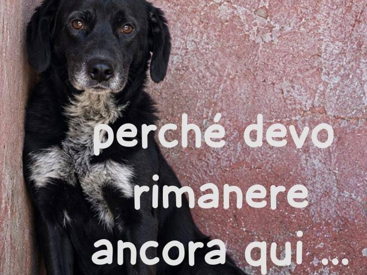 Adozione cane, maschio, Razza sconosciuta Razza sconosciuta, 3 anni e 1 mese, taglia media, Asti