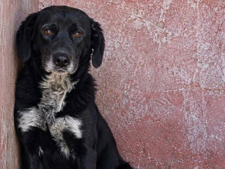Adotta un cane, maschio, 3 anni e 1 mese, Asti