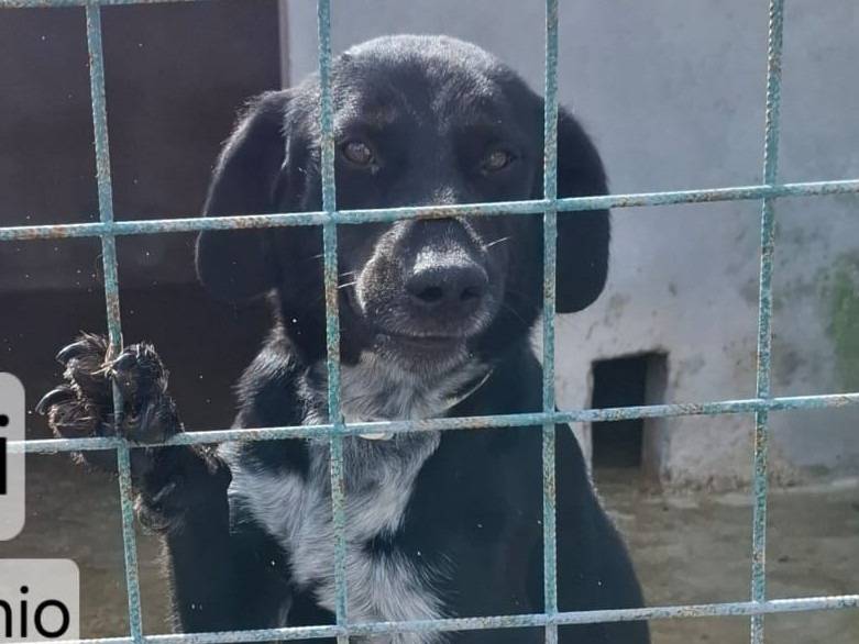Adotta un cane, taglia media, maschio, Asti