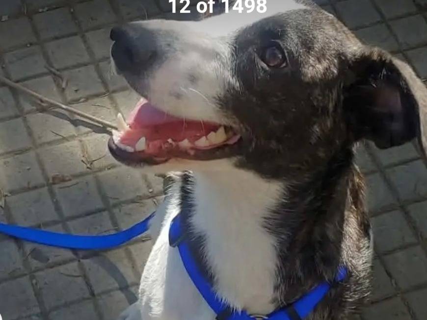 Adozione cane, femmina, Razza sconosciuta Razza sconosciuta, 3 anni e 3 mesi, taglia media contenuta, Nuoro