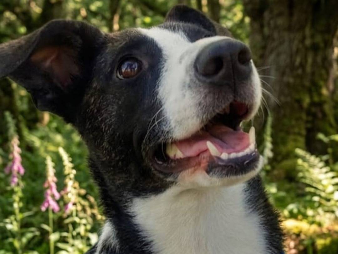 Vuoi adottare un cane a Nuoro?