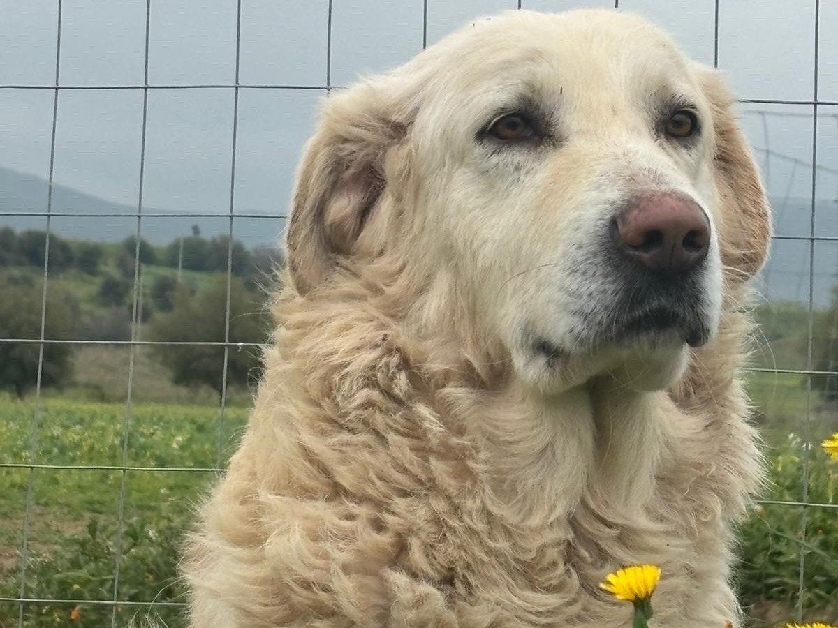 Adotta un cane, maschio, 4 anni e 9 mesi, Enna