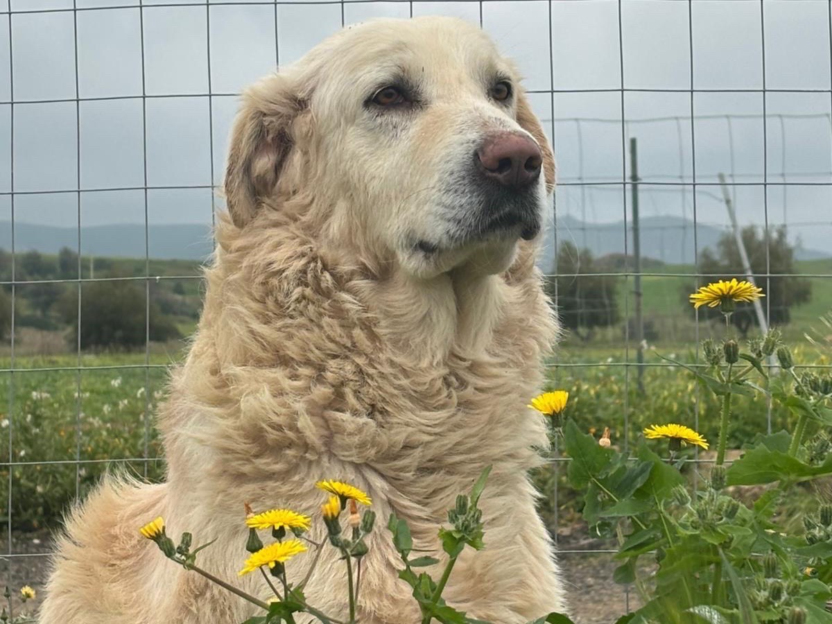 Adozione cane, maschio, Razza sconosciuta Razza sconosciuta, 4 anni e 9 mesi, taglia grande, Enna