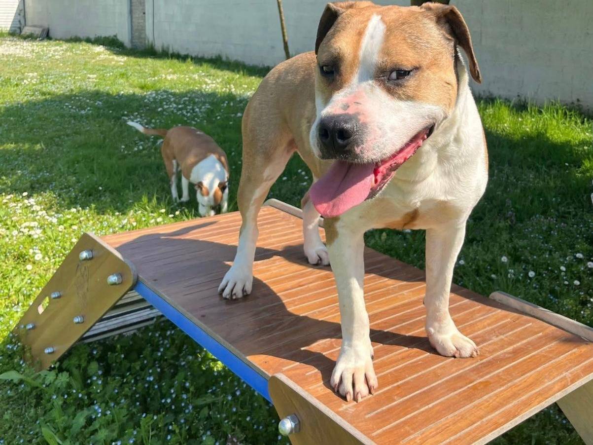 Adotta un cane, maschio, 7 anni e 7 mesi, Milano