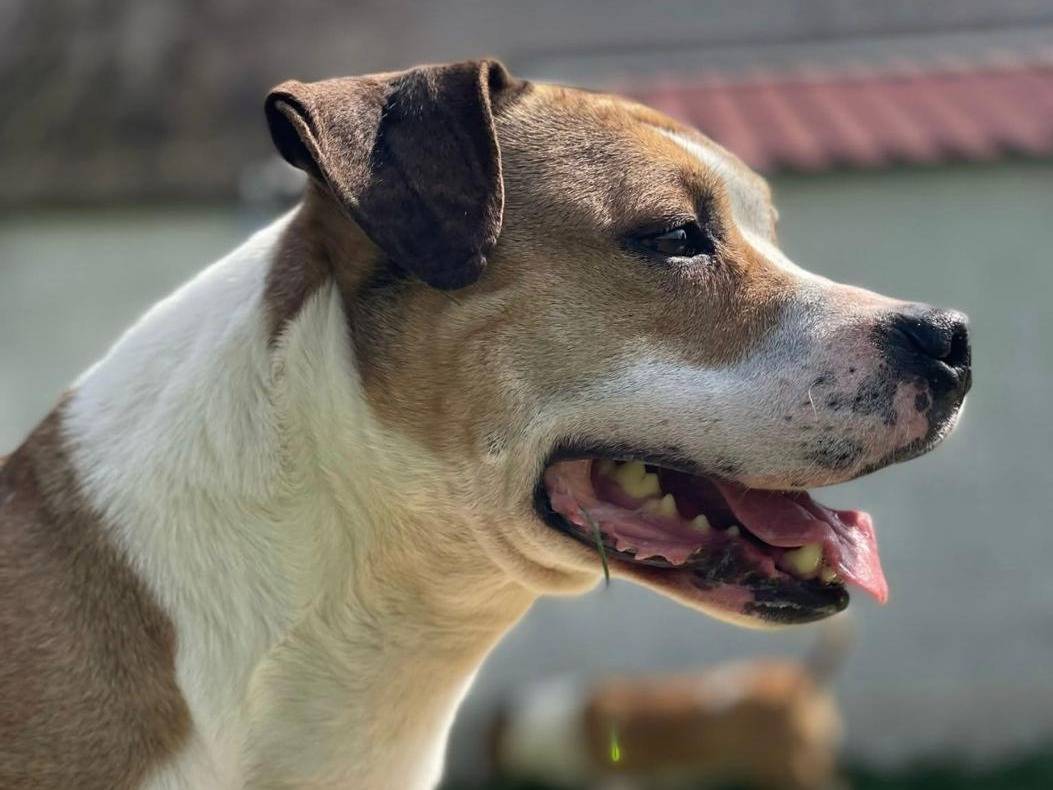 Adotta un cane, taglia media, maschio, Milano