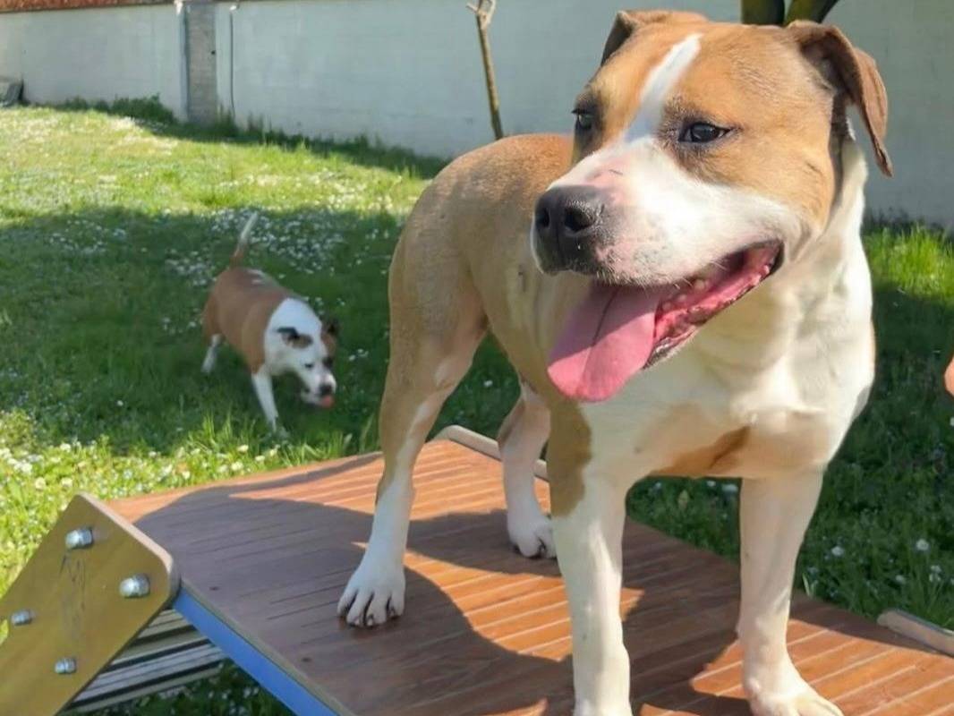 Adozione cane, maschio, Razza sconosciuta Razza sconosciuta, 7 anni e 7 mesi, taglia media, Milano