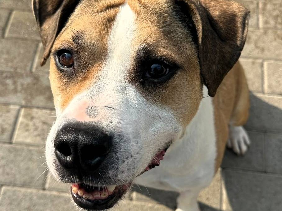 Vuoi adottare un cane a Milano?