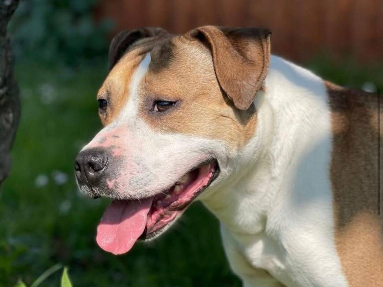 Adotta il cane GOLD a Milano