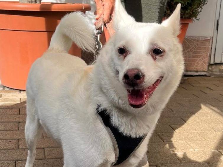 Adozione cane, femmina, Razza sconosciuta Razza sconosciuta, 5 anni e 5 mesi, taglia media, Milano