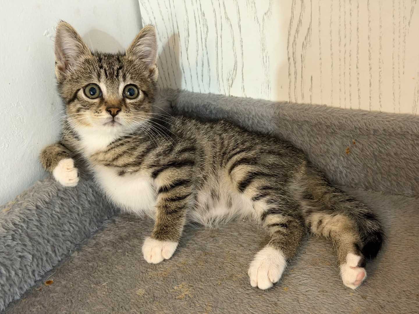 Adozione gatto, maschio, Razza sconosciuta Razza sconosciuta, 2 mesi, taglia non valida, Latina