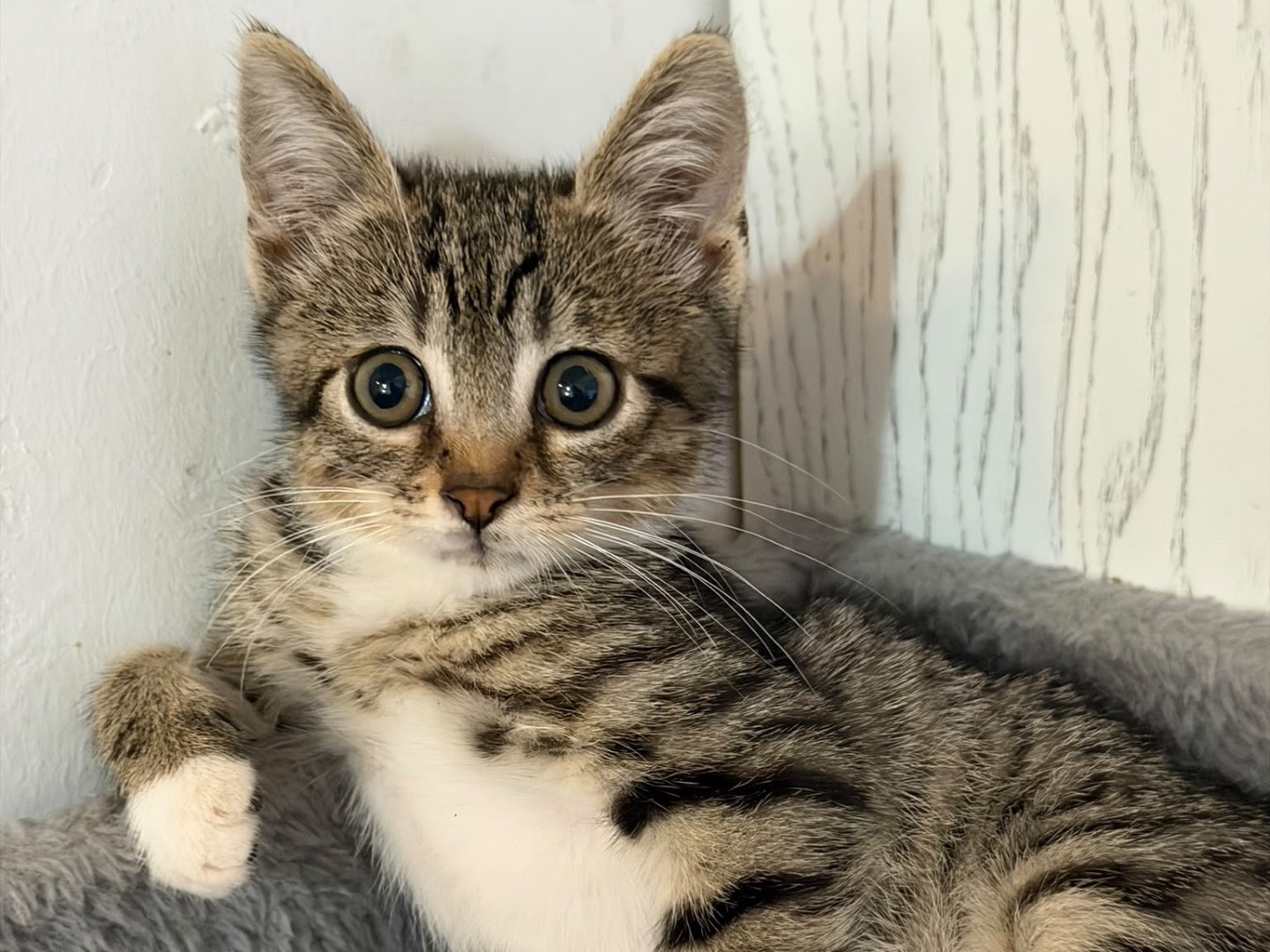 Adotta un gatto, maschio, 2 mesi, Latina