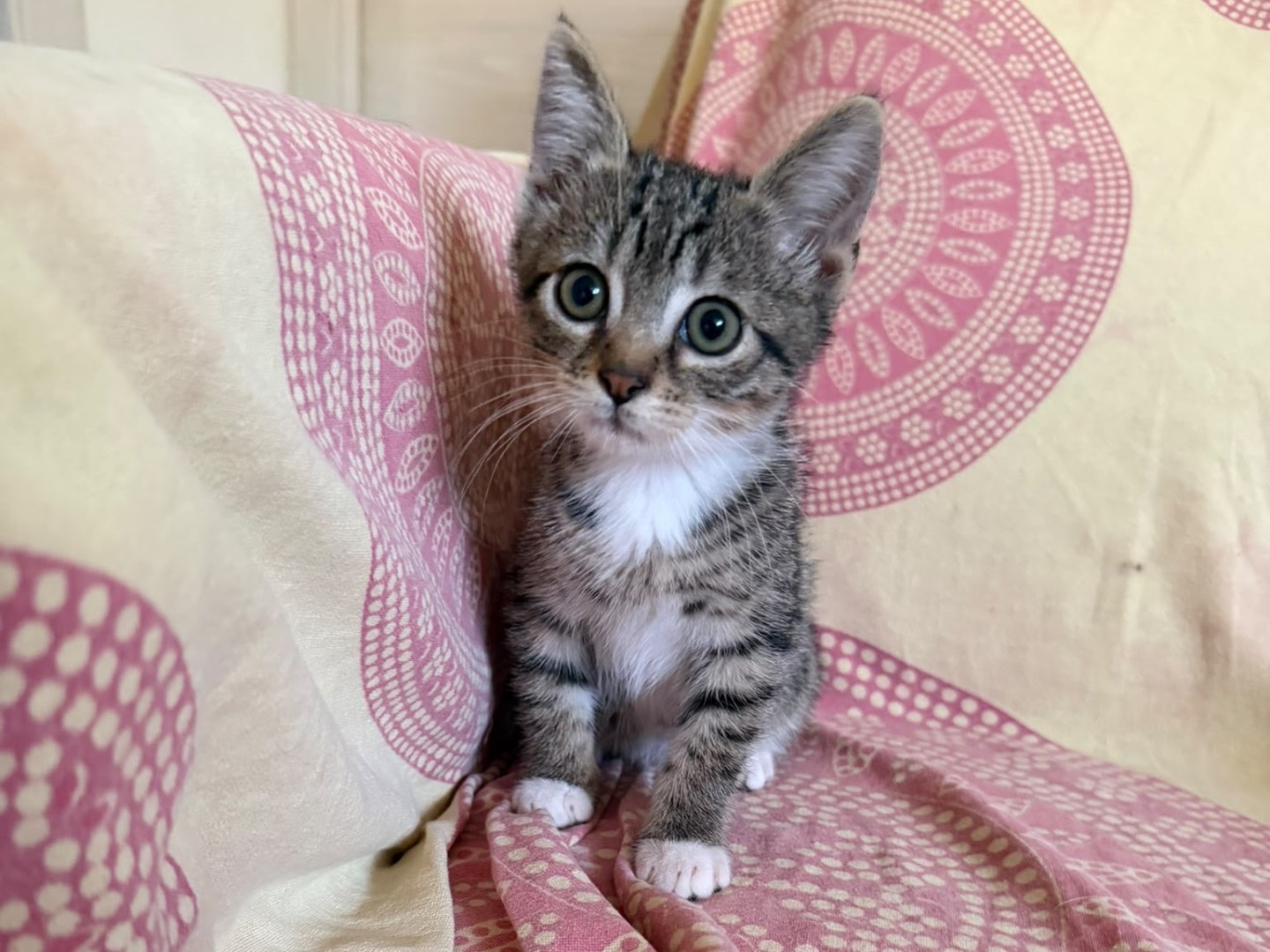 Adotta un gatto, taglia non valida, maschio, Latina