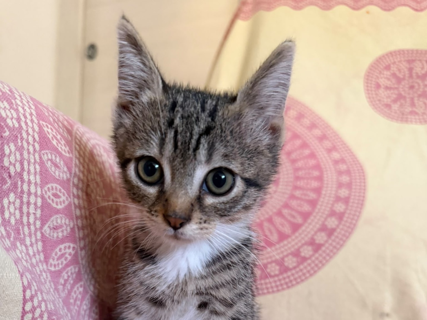 Vuoi adottare un gatto a Latina?