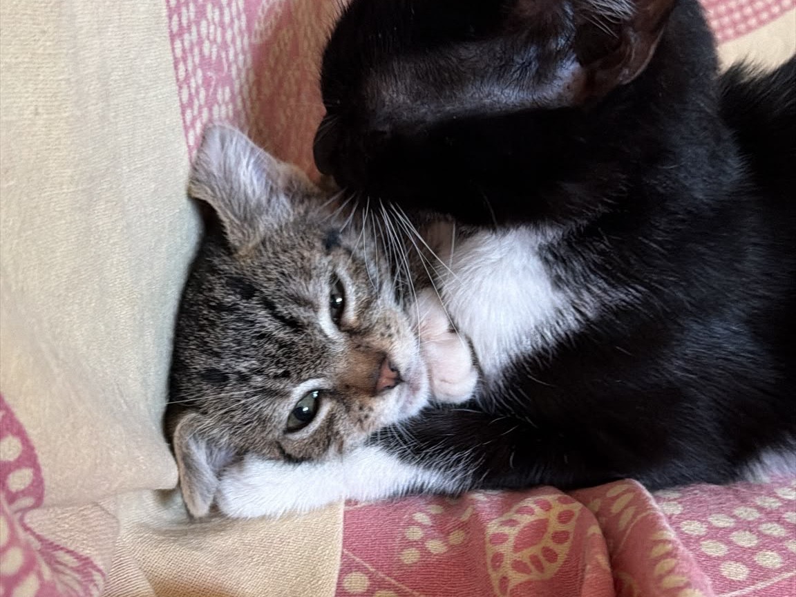 Adotta il gatto Shiro a Latina