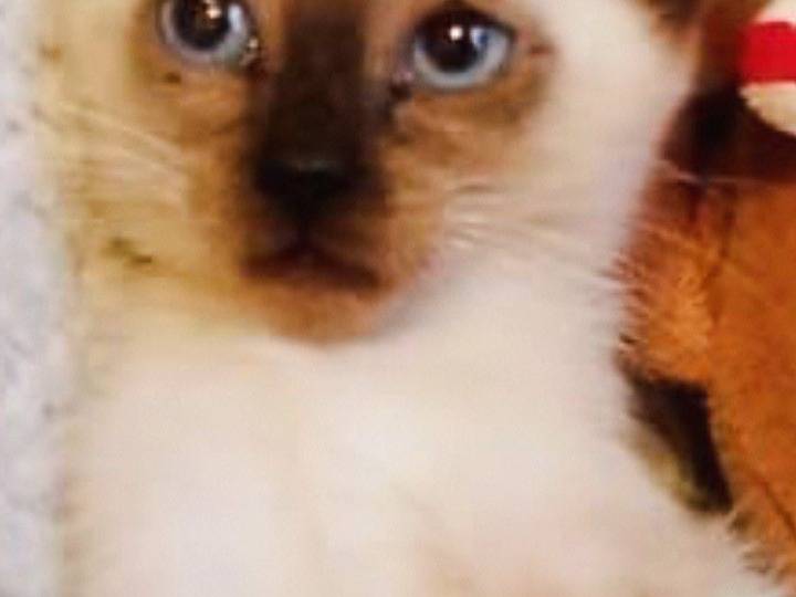 Adozione gatto, femmina, Siamese Razza sconosciuta, 2 mesi, taglia non valida, Pisa