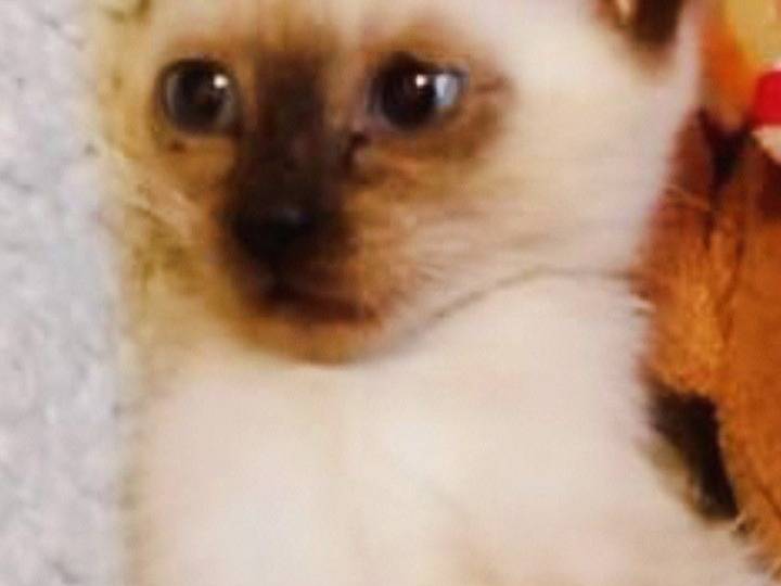 Adotta un gatto, femmina, 2 mesi, Pisa