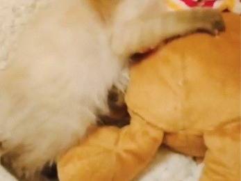 Adotta un gatto, taglia non valida, femmina, Pisa
