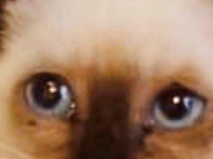 Vuoi adottare un gatto a Pisa?
