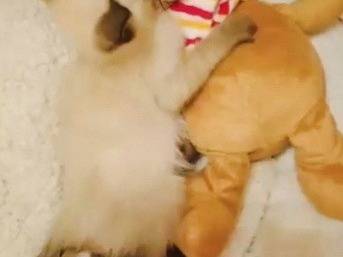 Adotta il gatto GRACE a Pisa