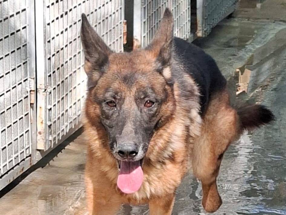 Adozione cane, femmina, Pastore tedesco Razza sconosciuta, 3 anni, taglia grande, Lodi
