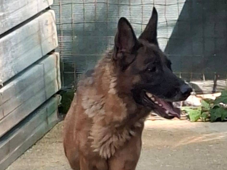 Adotta un cane, femmina, 3 anni, Lodi