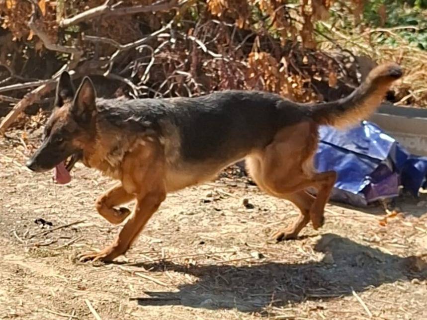 Adotta un cane, taglia grande, femmina, Lodi