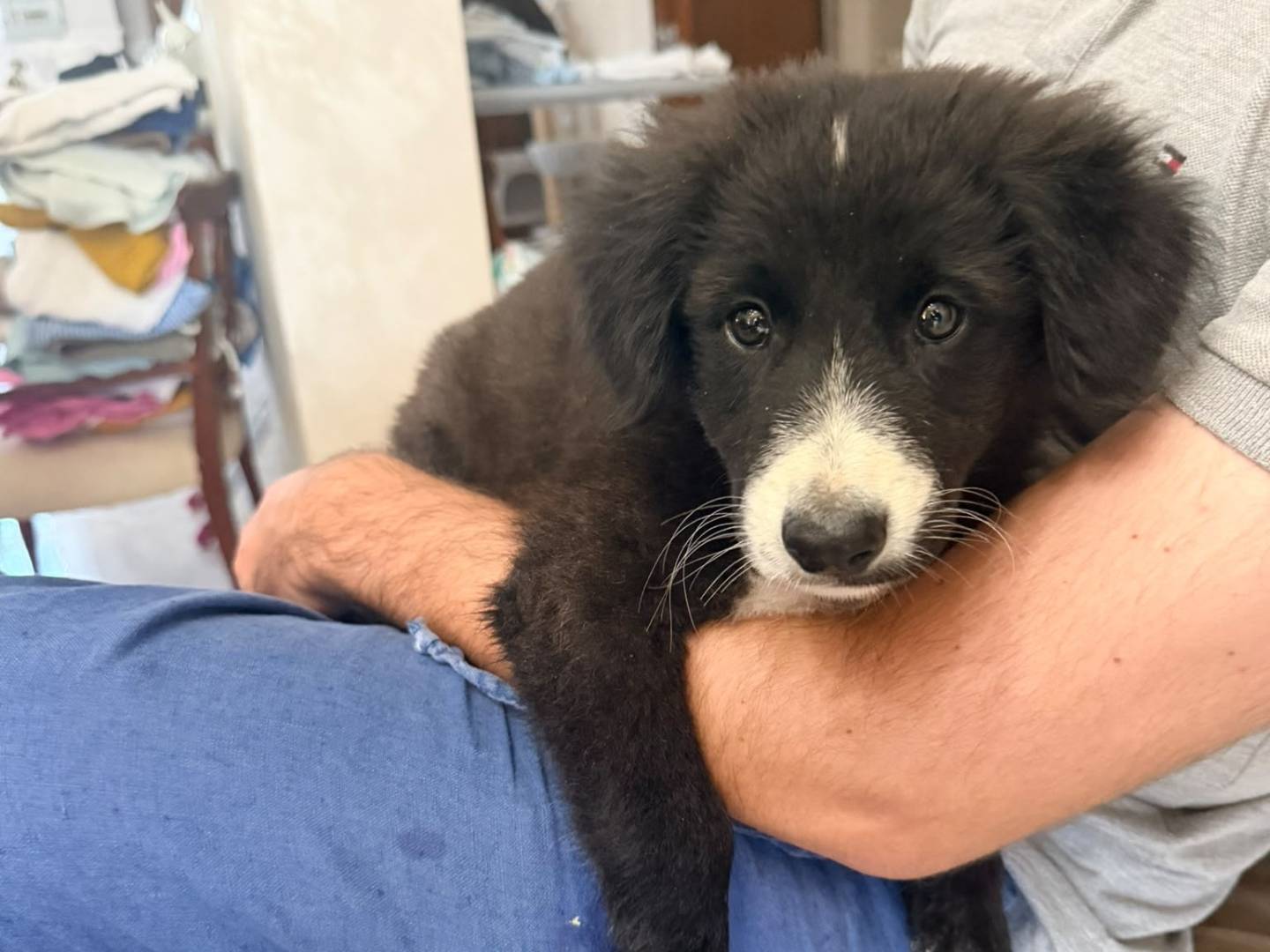 Adotta un cane, maschio, 2 mesi, Caserta