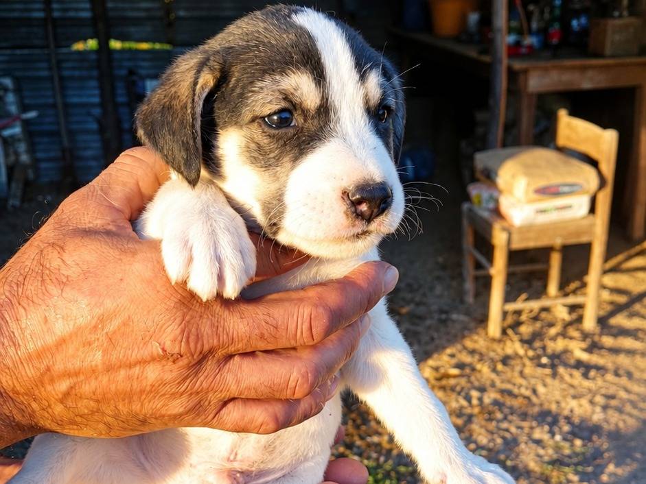 Adozione cane, maschio, Razza sconosciuta Razza sconosciuta, 1 mese, taglia grande, Caserta