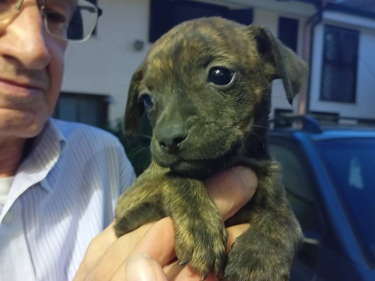 Adotta un cane, maschio, 2 mesi, Caserta