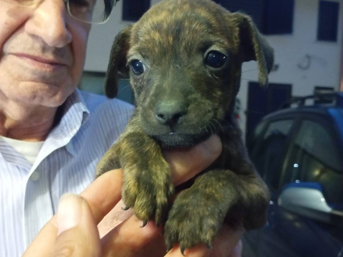 Adotta un cane, taglia piccola, maschio, Caserta