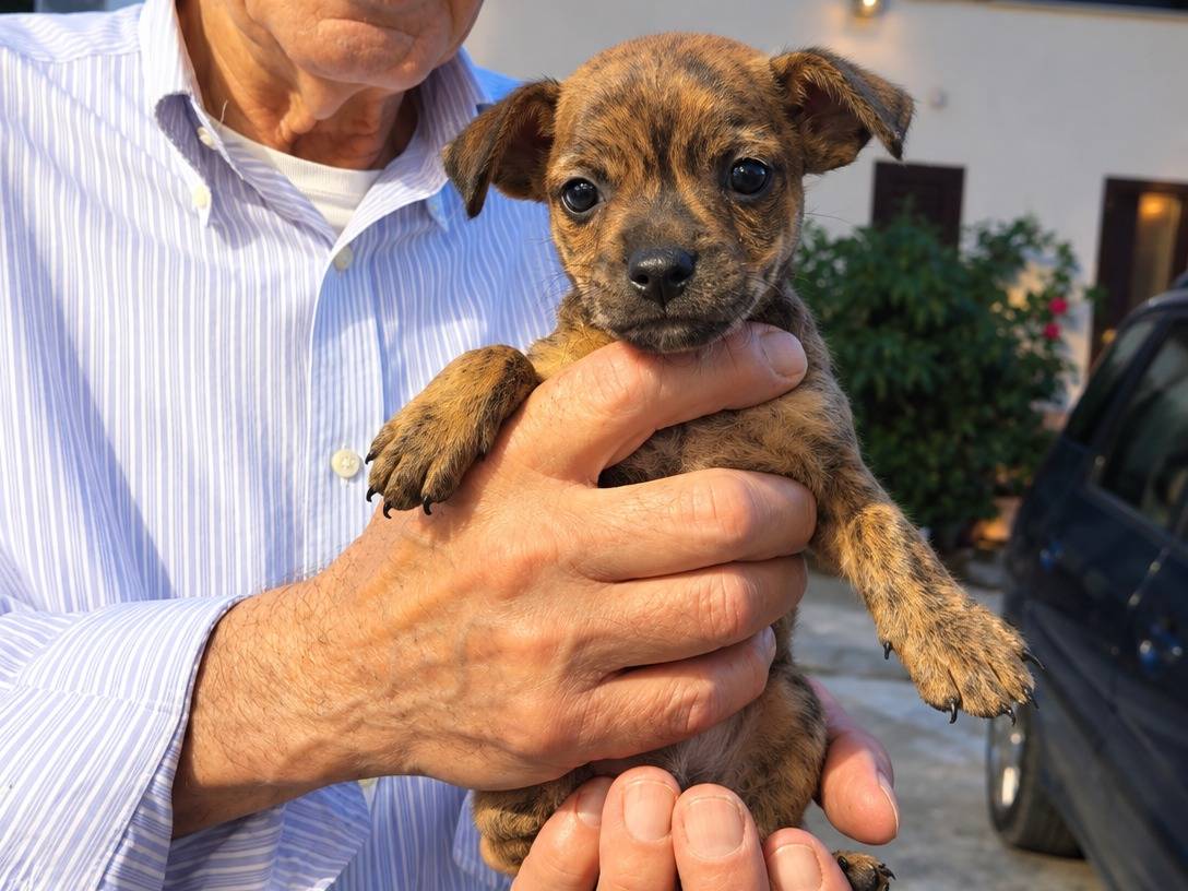 Adozione cane, maschio, Razza sconosciuta Razza sconosciuta, 2 mesi, taglia piccola, Caserta