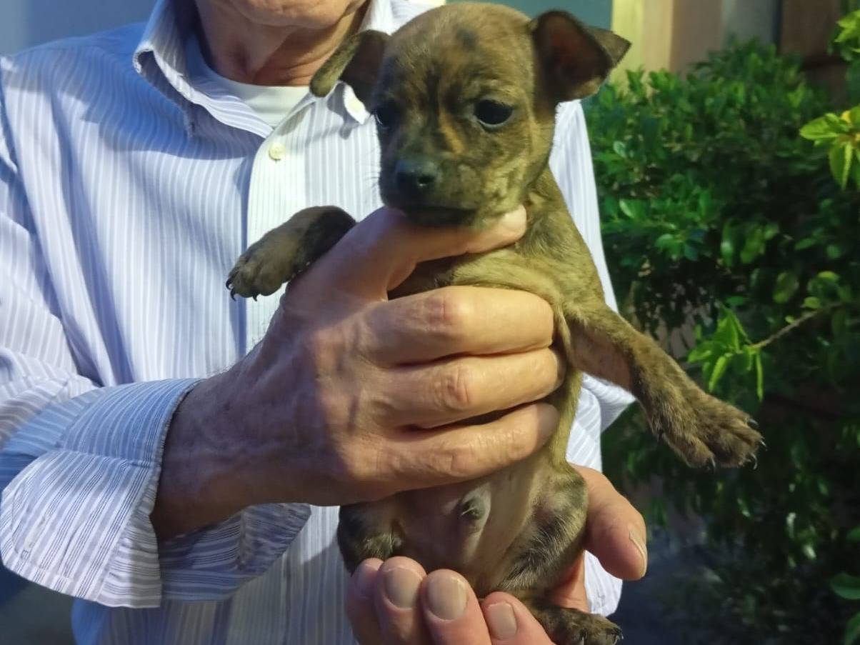 Adotta un cane, maschio, 2 mesi, Caserta