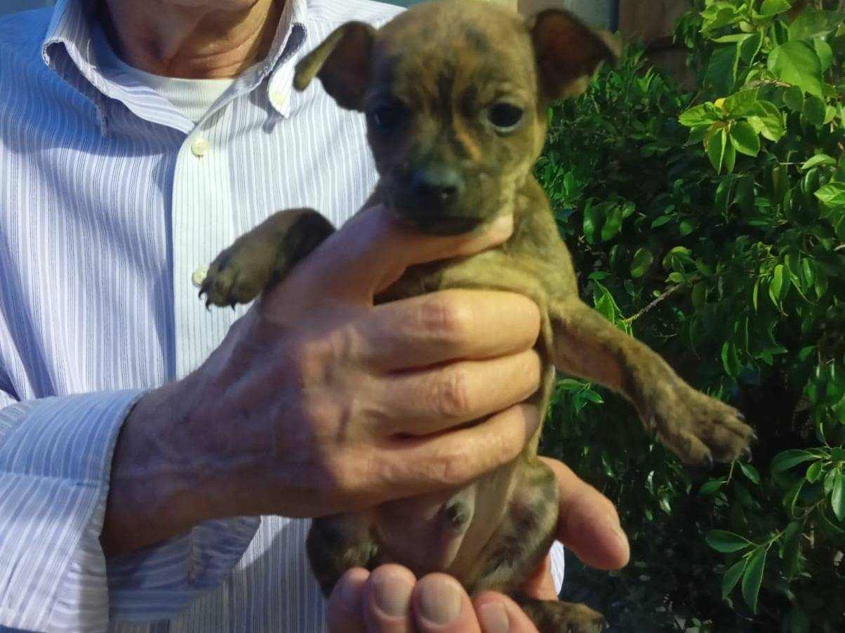 Adotta un cane, taglia piccola, maschio, Caserta