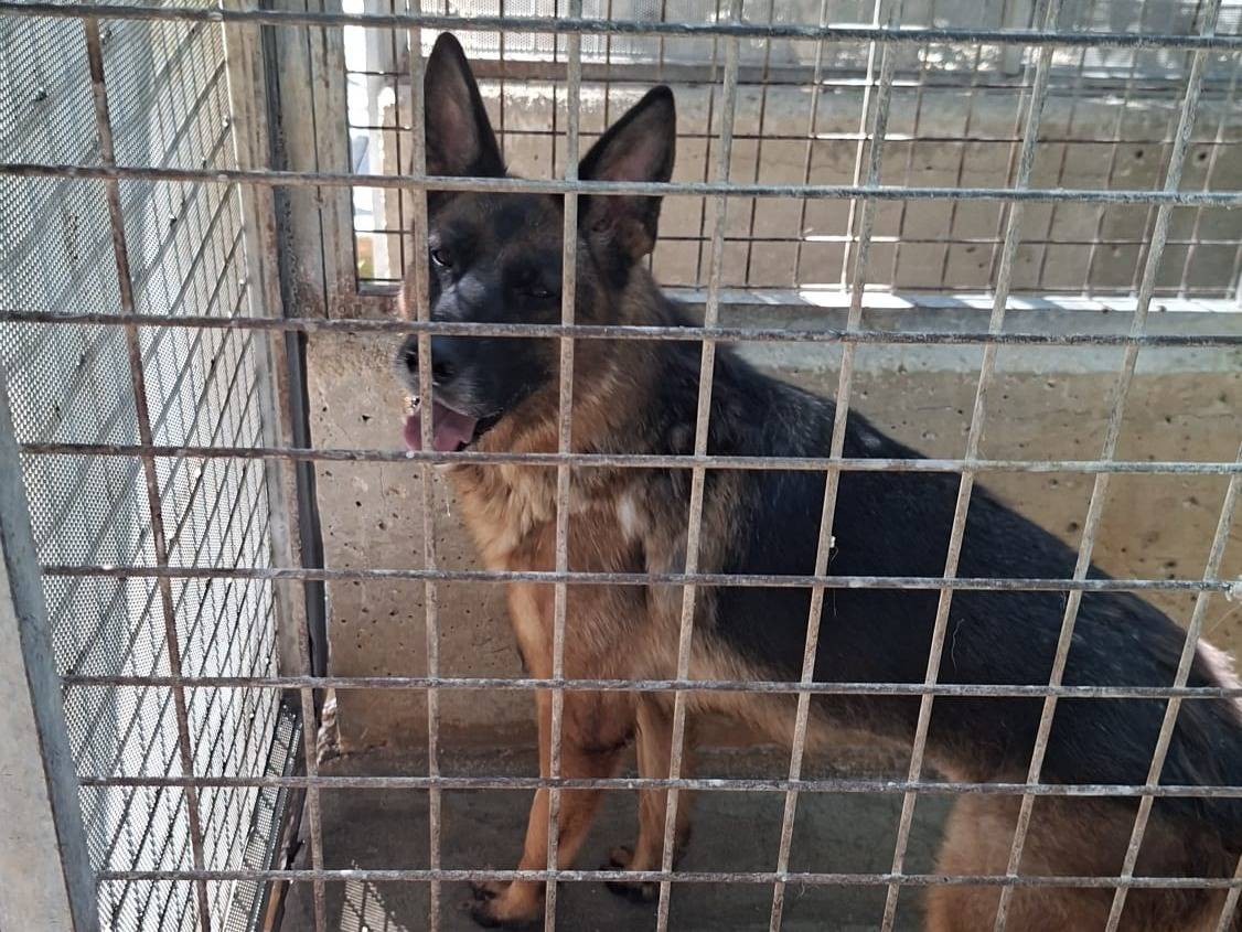 Vuoi adottare un cane a Lodi?