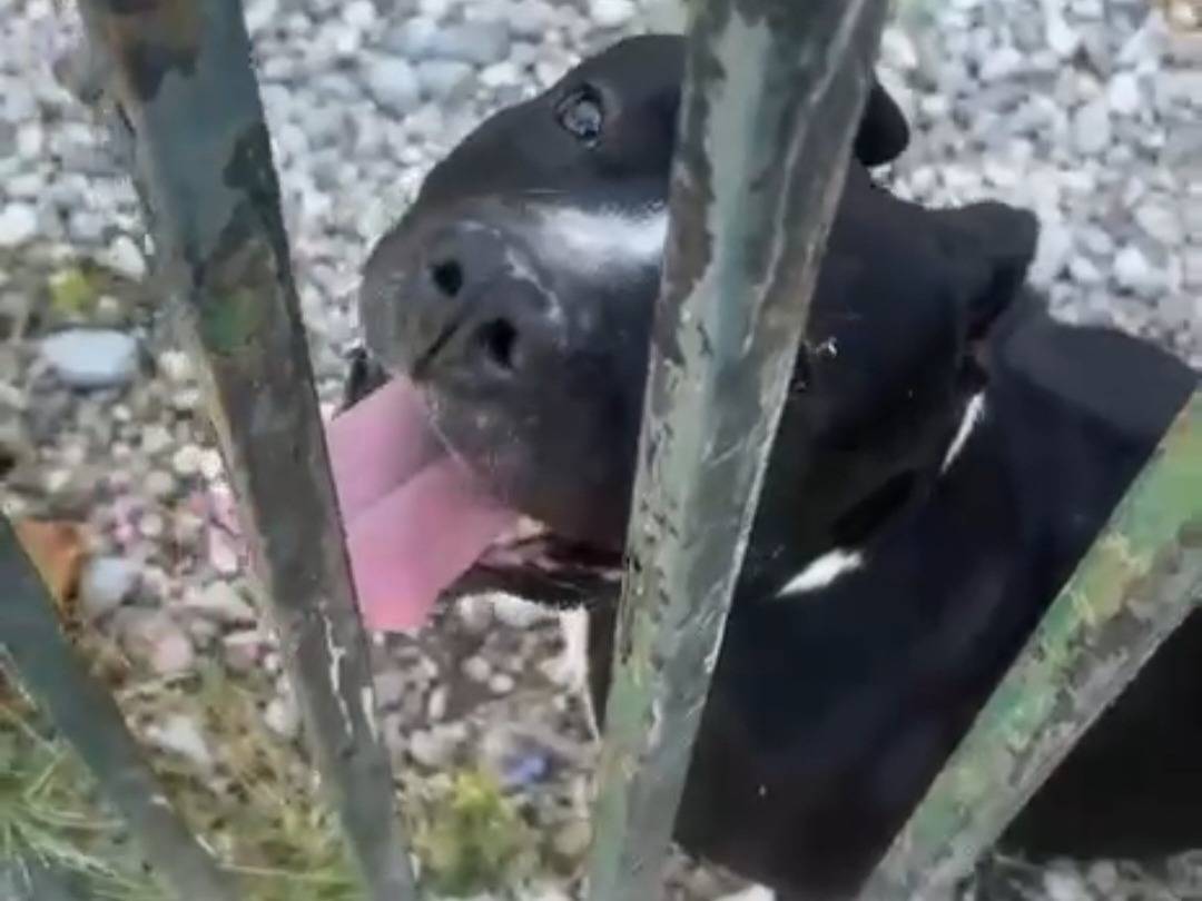 Adotta un cane, maschio, 3 anni e 4 mesi, Mantova