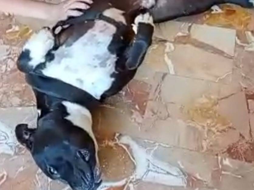 Vuoi adottare un cane a Mantova?