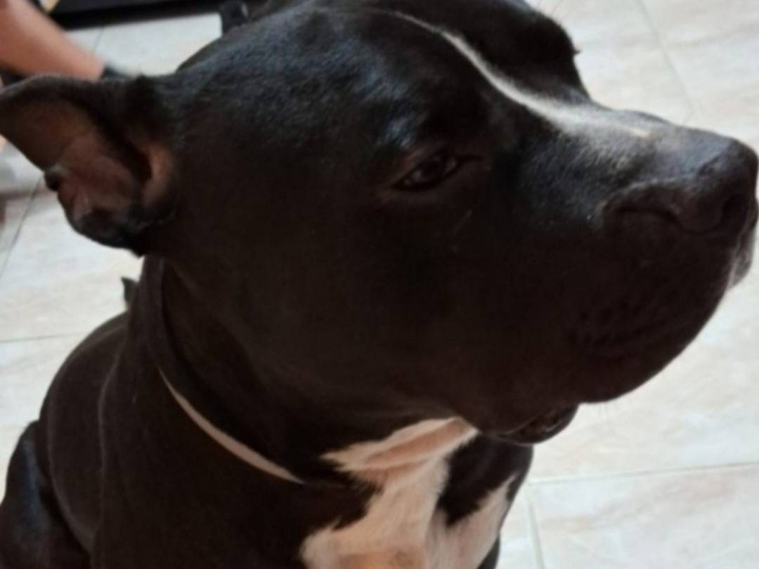 Adotta il cane Aron Amstaff Bully a Mantova