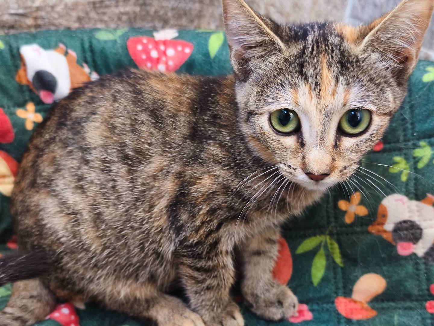 Adozione gatto, femmina, Razza sconosciuta Razza sconosciuta, 3 mesi, taglia non valida, Messina