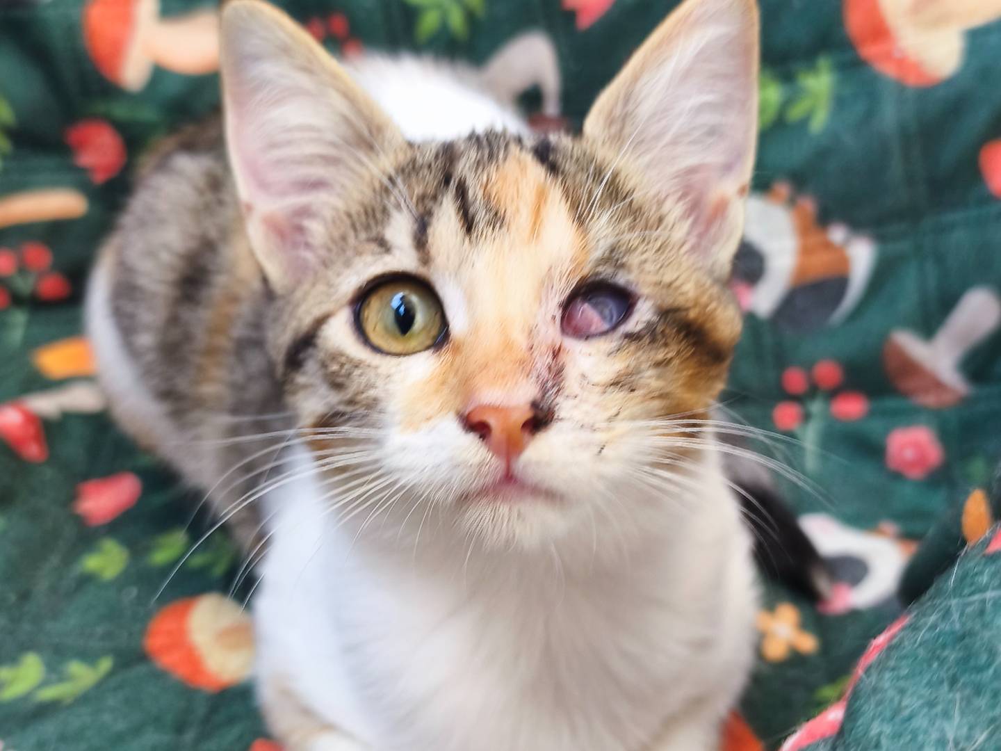 Adozione gatto, femmina, Razza sconosciuta Razza sconosciuta, 3 mesi, taglia non valida, Messina
