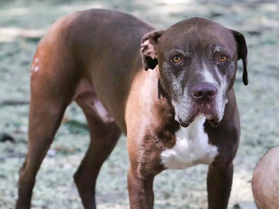 Adotta un cane, maschio, 7 anni e 8 mesi, Cremona