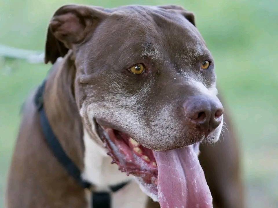 Adozione cane, maschio, American Staffordshire Terrier Razza sconosciuta, 7 anni e 8 mesi, taglia media, Cremona