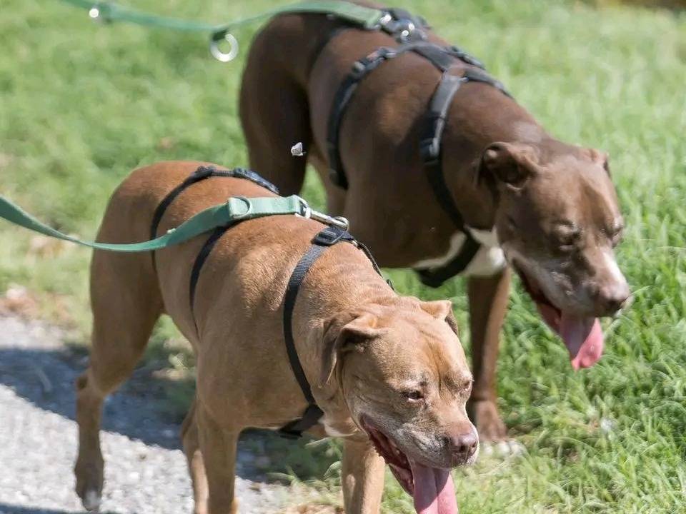 Vuoi adottare un cane a Cremona?