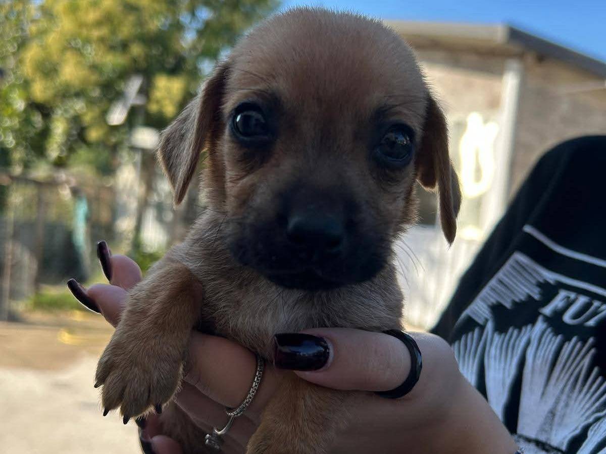 Adozione cane, maschio, Razza sconosciuta Razza sconosciuta, 2 mesi, taglia piccola, Frosinone