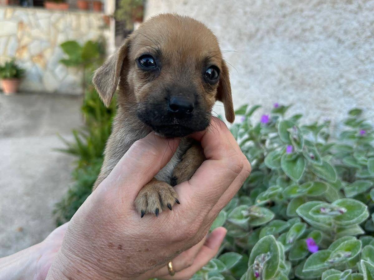 Adotta un cane, maschio, 2 mesi, Frosinone