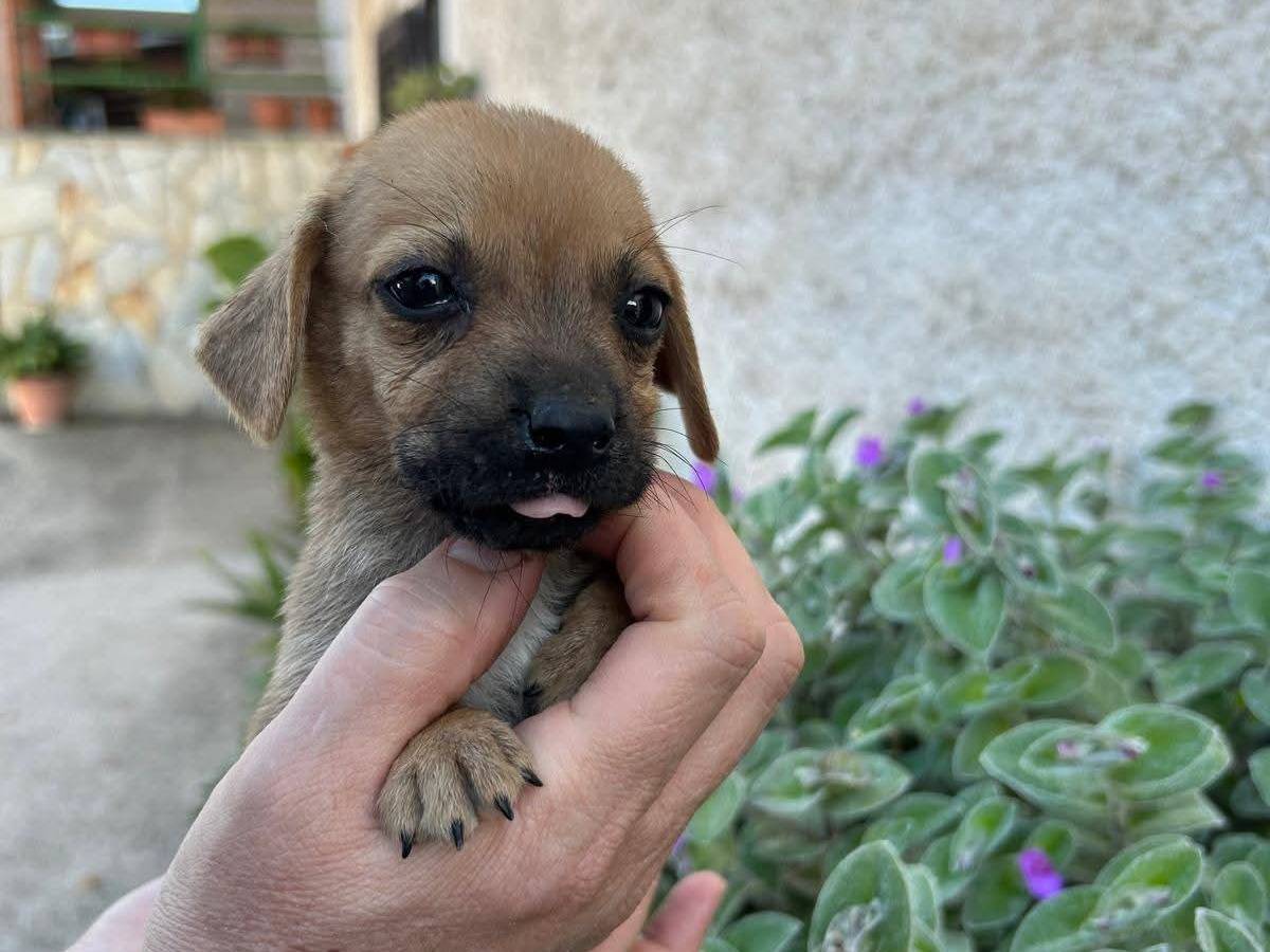 Vuoi adottare un cane a Frosinone?