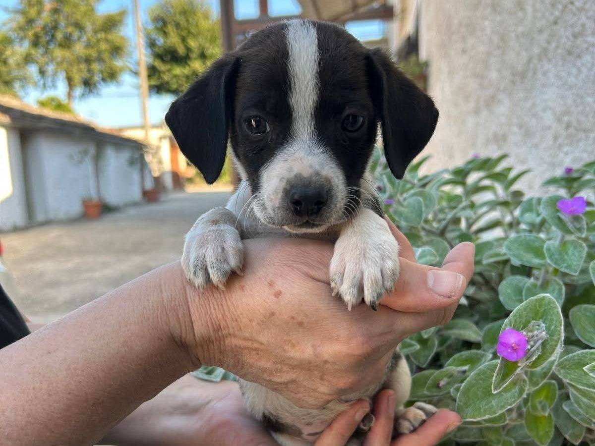 Adozione cane, maschio, Razza sconosciuta Razza sconosciuta, 2 mesi, taglia piccola, Frosinone
