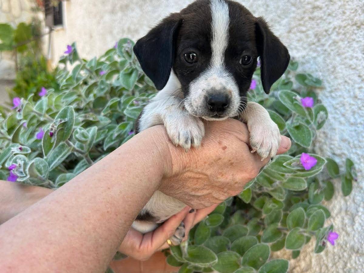 Adotta un cane, maschio, 2 mesi, Frosinone