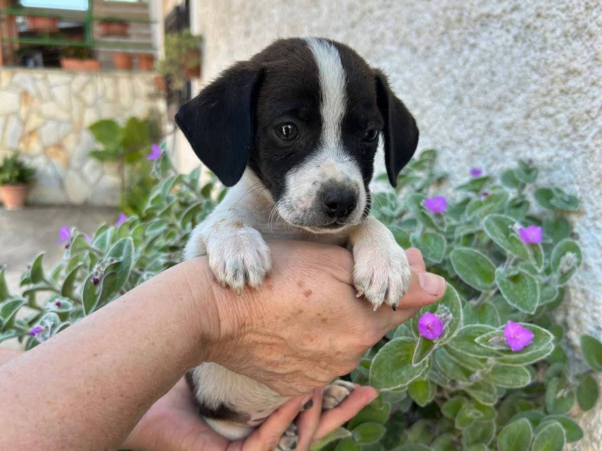 Adotta un cane, taglia piccola, maschio, Frosinone