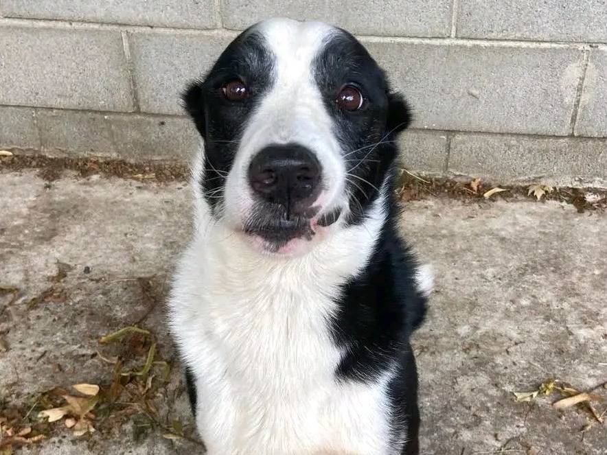 Adotta un cane, maschio, 8 anni, Cremona